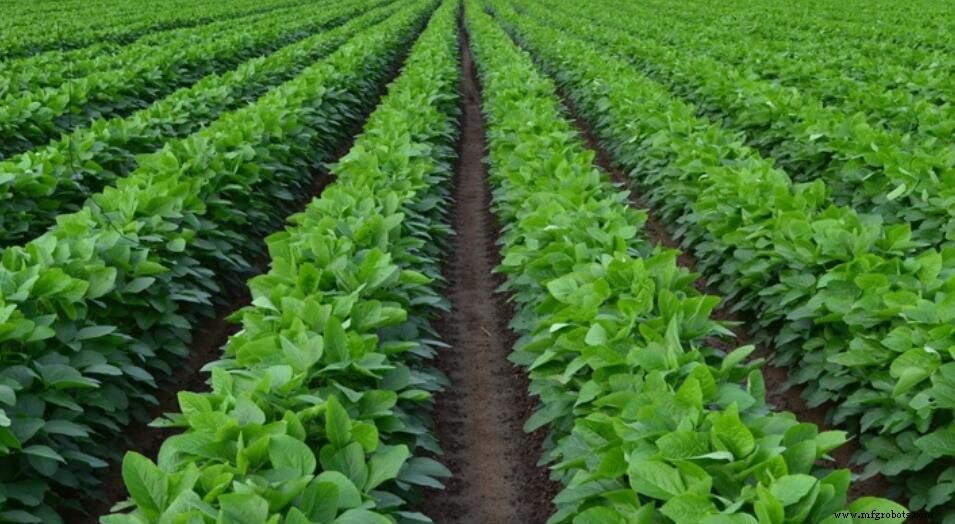 Molybdenum Fertilizer: The Micronutrient That Powers Nitrogen Fixation and Crop Yield