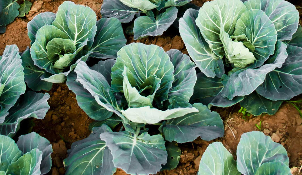 6 Key Applications of Molybdenum – From Steel to Medicine