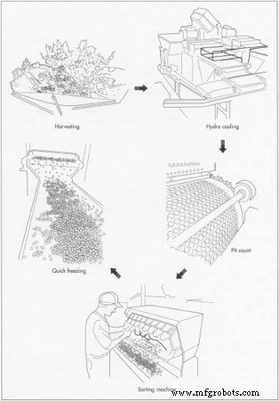Cherries: Varieties, Nutrition, and Global Production