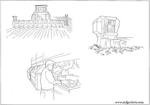 Cotton: Production, History, and Sustainable Practices