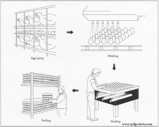 Eggs: Nutrition, Production, and Quality Control in the U.S. Industry