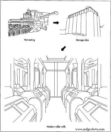The History and Production of Mustard: From Ancient Roots to Modern Manufacturing