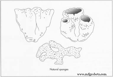 Sea Sponges: From Ancient Marine Life to Modern Synthetic Production