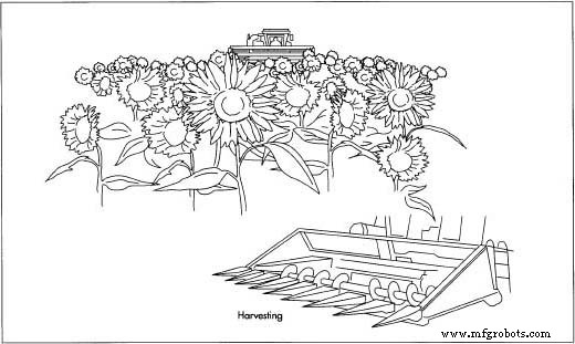 Sunflower Seeds: A Delicious, Nutritious Snack with Ancient Roots