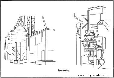 Sunflower Seeds: A Delicious, Nutritious Snack with Ancient Roots