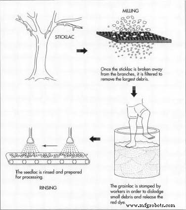 Shellac: Natural Resin for Premium Finishes and Food Coatings