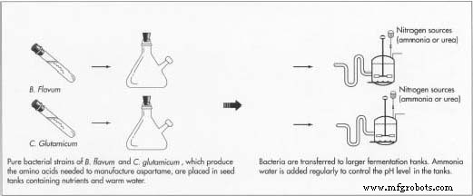 Aspartame: The Sweet Science Behind Low‑Calorie Foods