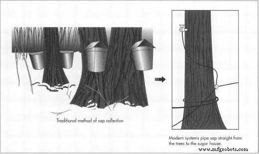 The Sweet Journey of Maple Syrup: From Native Roots to Modern Delight