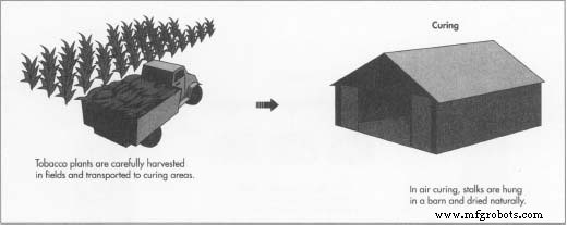 Cigarettes: The Global Journey of Tobacco from Native Cultures to Modern Times