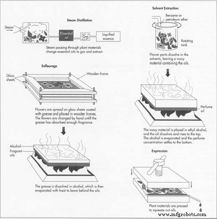 The Art and Science of Perfume: From Ancient Roots to Modern Innovation