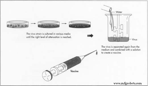 The Evolution of Vaccines: From Jenner’s Smallpox Breakthrough to Modern Immunology
