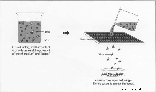 The Evolution of Vaccines: From Jenner’s Smallpox Breakthrough to Modern Immunology