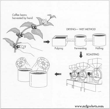 Coffee: From Bean to Brew – History, Production, and Sustainability