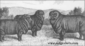 Wool: History, Production, and Global Impact