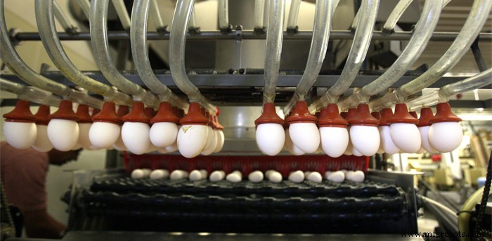 One‑Man Maintenance: Keeping Maritime Pride Eggs’ Grading Line Running Smoothly