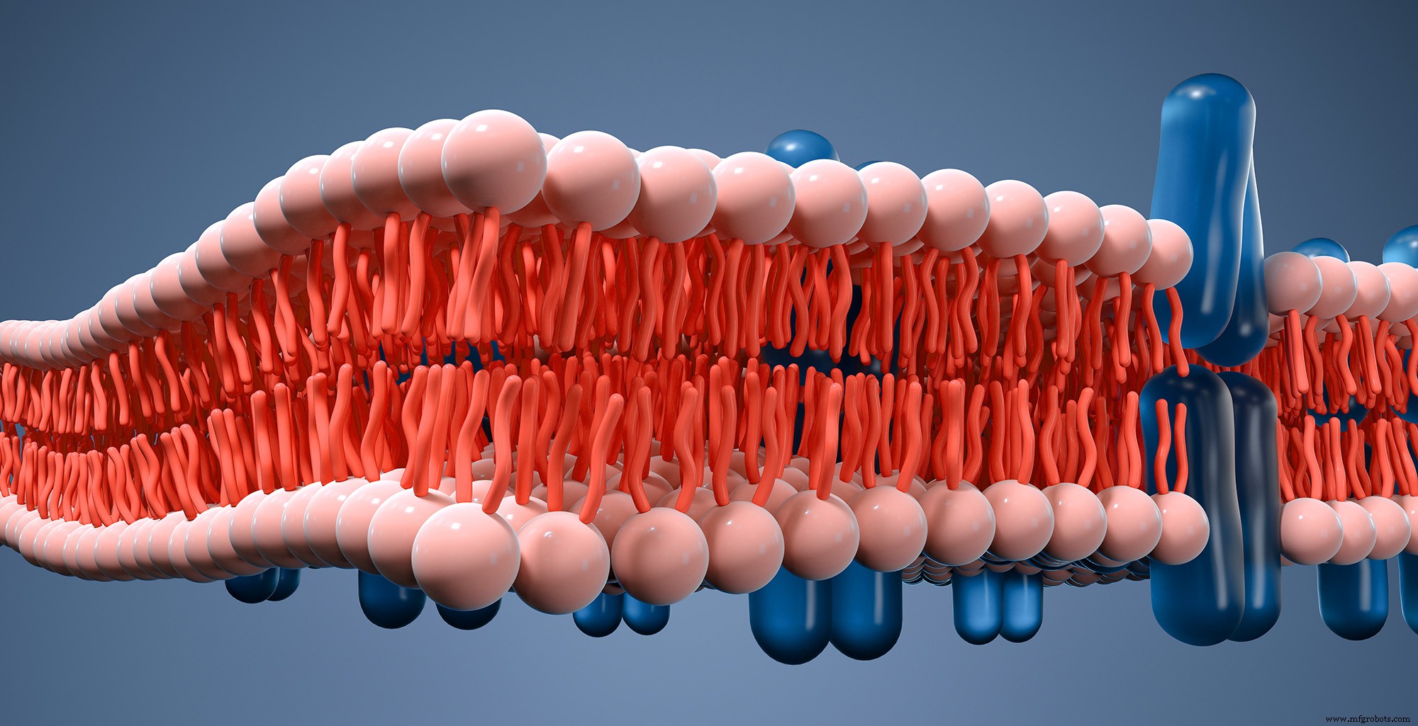 Advanced Prediction of Biomembrane Permeability with COSMOperm