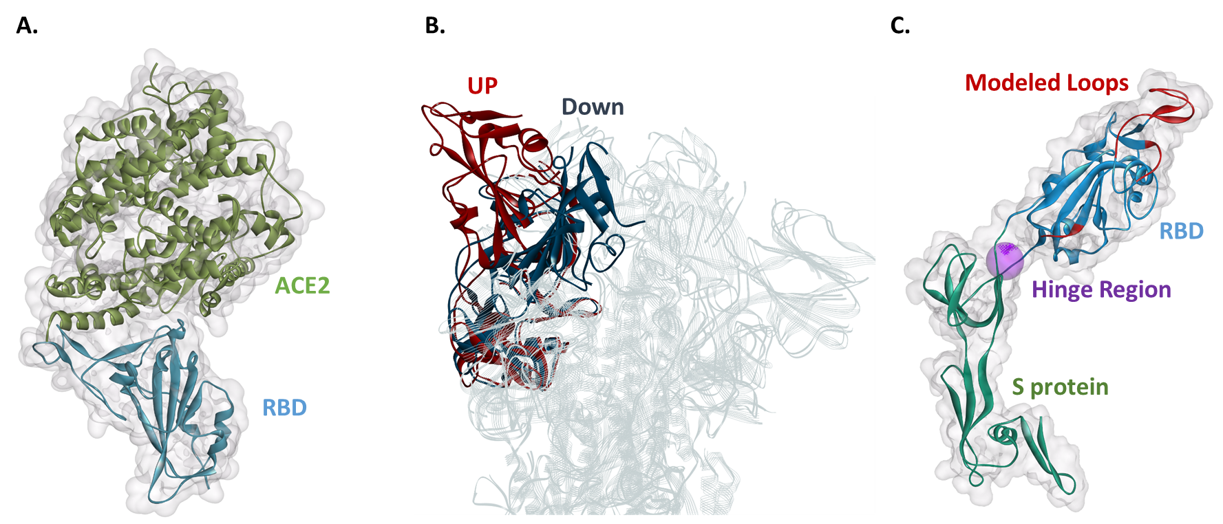 Leveraging Molecular Modeling to Uncover Novel Therapeutic Targets for SARS‑CoV‑2