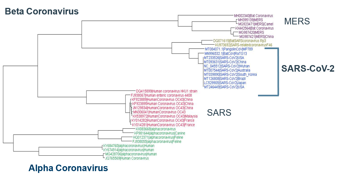 Unraveling the Origins of SARS‑CoV‑2: A Genomic Perspective