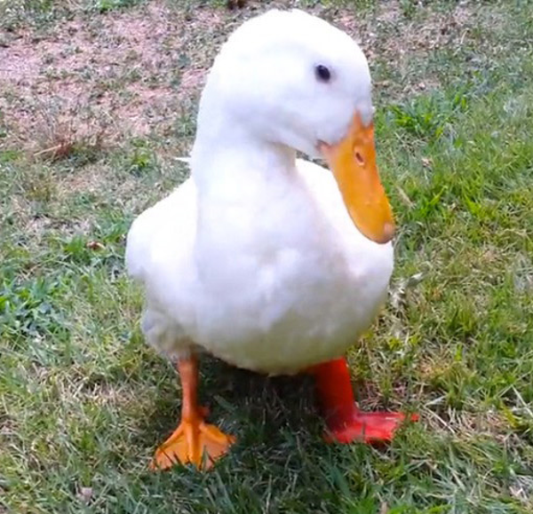 Exploring the Evolution and Core Technologies of 3D Printing