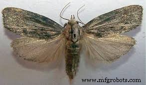 Wax Worms: A Novel Solution for Polyethylene Degradation