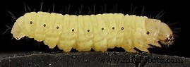 Wax Worms: A Novel Solution for Polyethylene Degradation