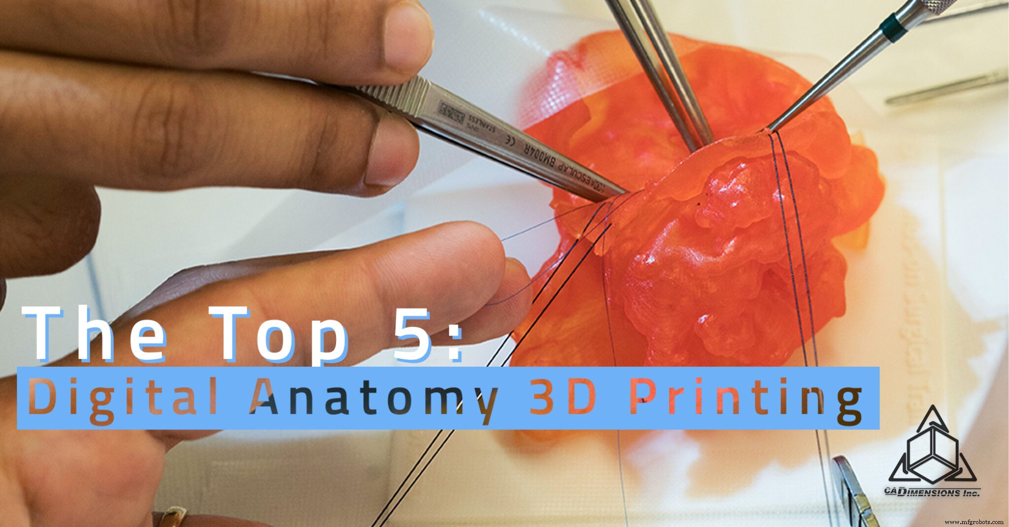 Five Ways Digital Anatomy 3D Printing Is Transforming Modern Medicine