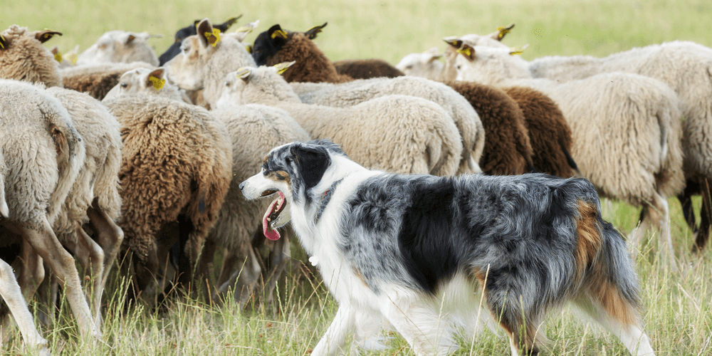 Turning IoT Data into Actionable Insights: A Proven Data Strategy Framework