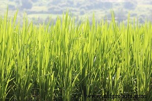 Driving Growth: Key Applications Powering the IoT Managed Services Market