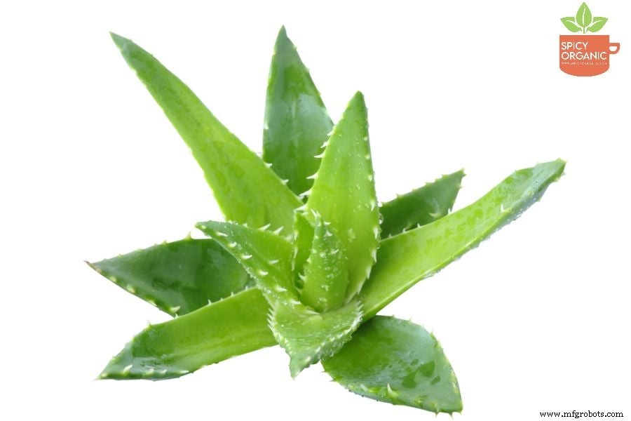 Unlock the Power of Organic Aloe Vera Powder: Proven Health & Skincare Benefits