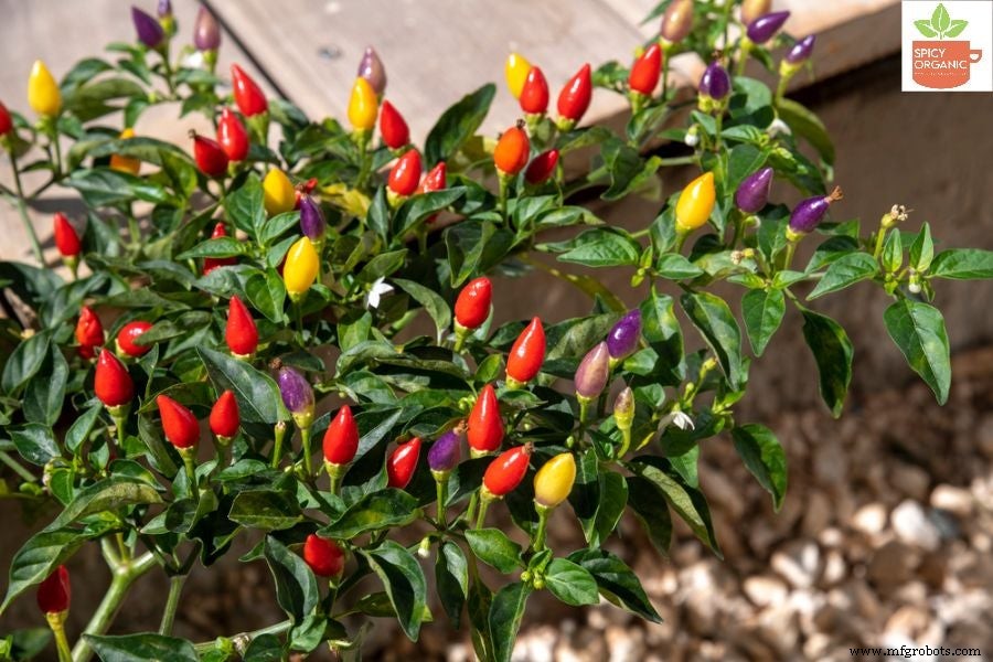 How Red Paprika and Red Chili Powders Differ: A Comprehensive Guide