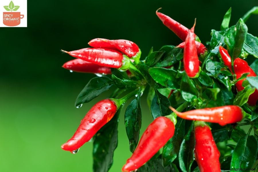 How Red Paprika and Red Chili Powders Differ: A Comprehensive Guide