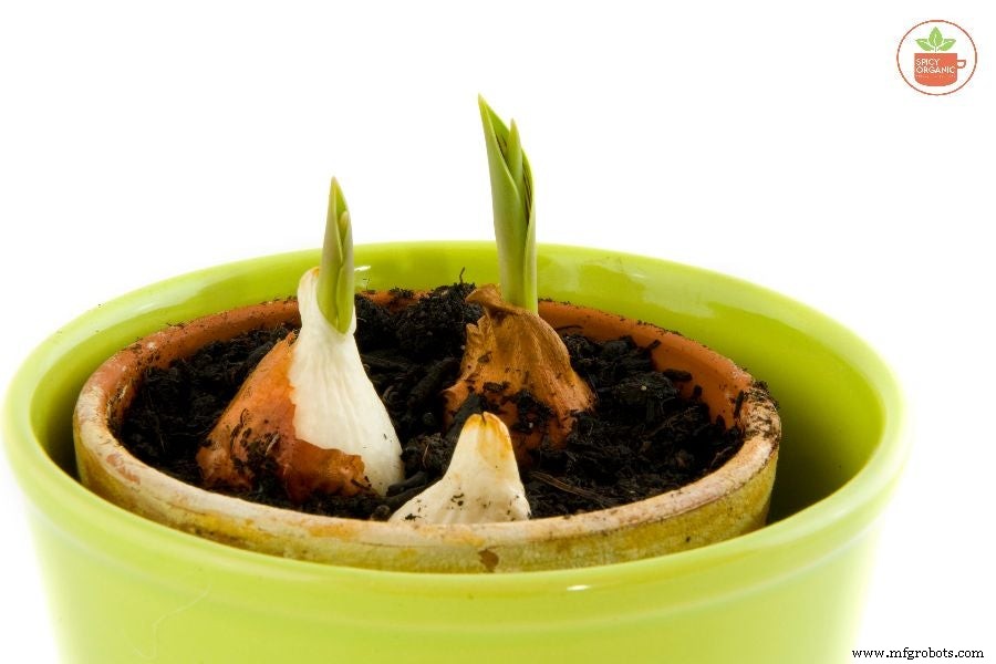 Why Growing Organic Onions from Seeds Is a Smart Choice