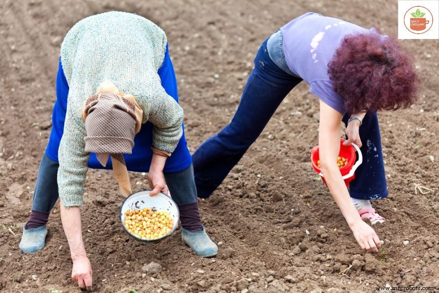 Why Growing Organic Onions from Seeds Is a Smart Choice