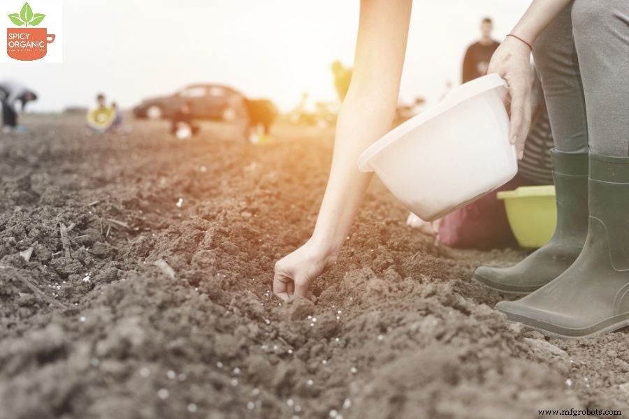 Why Growing Organic Onions from Seeds Is a Smart Choice