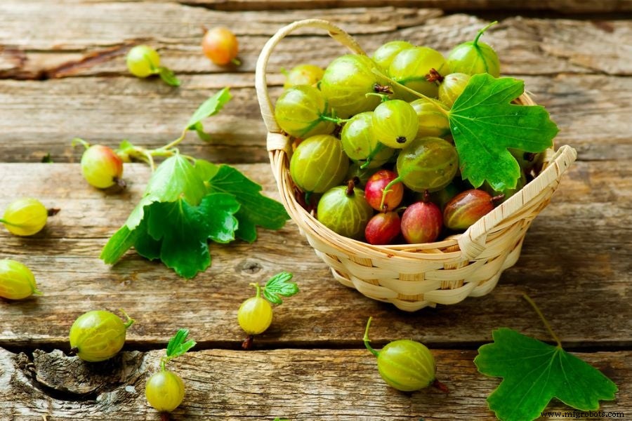 11 Proven Health Benefits of Organic Amla (Gooseberry) Powder
