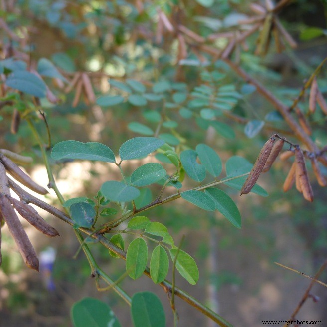 Mastering Fresh Indigo Leaf Dyeing: A Sustainable Approach