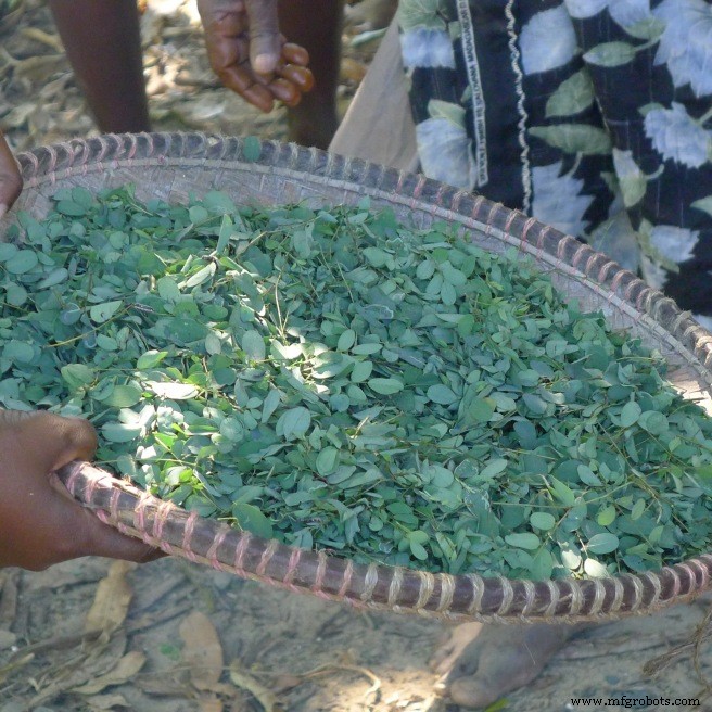 Mastering Fresh Indigo Leaf Dyeing: A Sustainable Approach