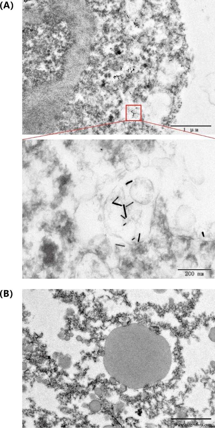Bovine Serum Albumin–Coated Gold Nanorods Enable Low‑Dose NIR‑II Photothermal Therapy