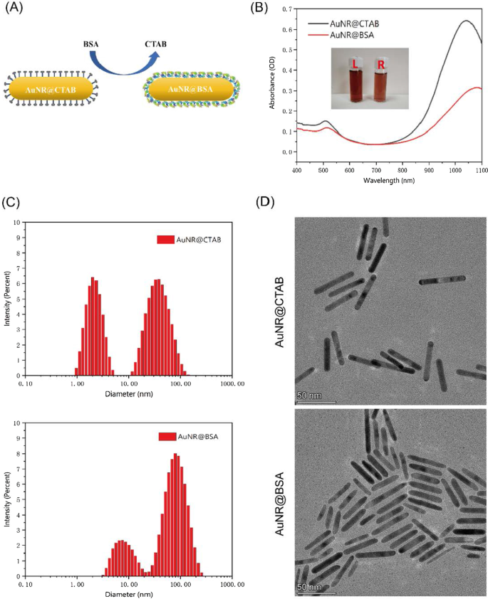 Bovine Serum Albumin–Coated Gold Nanorods Enable Low‑Dose NIR‑II Photothermal Therapy