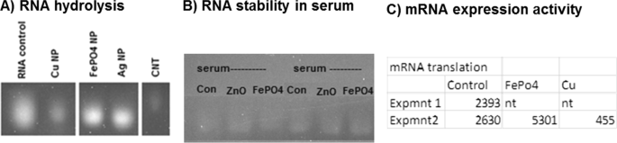 FePO4 Nanoparticles: Biocompatible Carriers for Doxorubicin Delivery, RNA Stabilization, and Enhanced Anticancer Activity