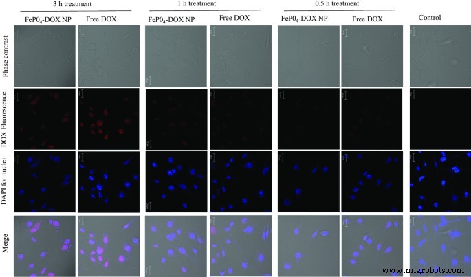 FePO4 Nanoparticles: Biocompatible Carriers for Doxorubicin Delivery, RNA Stabilization, and Enhanced Anticancer Activity