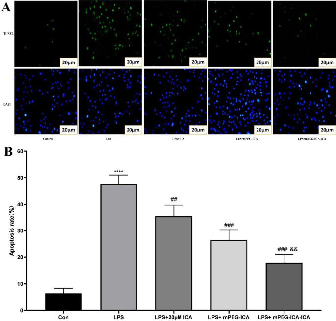 Icariin‑Loaded mPEG Nanoparticles: Enhanced Protection Against LPS‑Induced Cardiotoxicity in H9c2 Cells