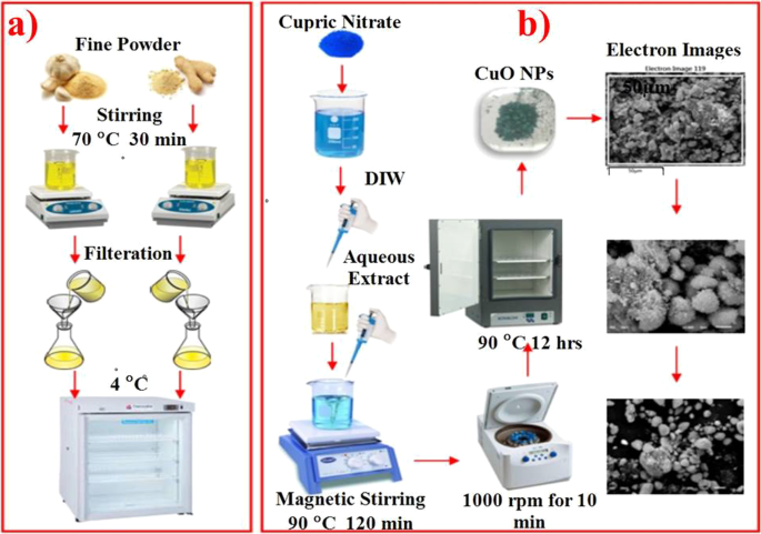 Eco‑Friendly Copper Oxide Nanoparticles Doped with Ginger and Garlic Extracts Exhibit Potent Antibacterial Activity Against Escherichia coli