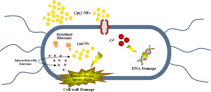 Eco‑Friendly Copper Oxide Nanoparticles Doped with Ginger and Garlic Extracts Exhibit Potent Antibacterial Activity Against Escherichia coli