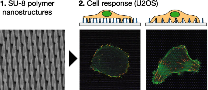Nanopillar‑Induced Modulation of Actin Cytoskeleton and Focal Adhesions in U2OS Cells