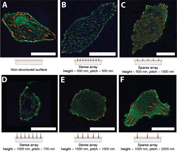 Nanopillar‑Induced Modulation of Actin Cytoskeleton and Focal Adhesions in U2OS Cells