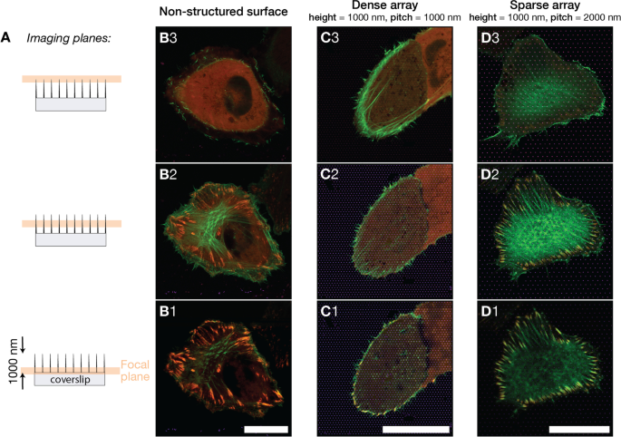 Nanopillar‑Induced Modulation of Actin Cytoskeleton and Focal Adhesions in U2OS Cells