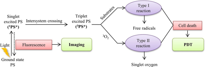 Harnessing Reactive Oxygen Species Toxicity for Advanced Tumor Therapy: Nanoparticle Strategies and Clinical Outlook