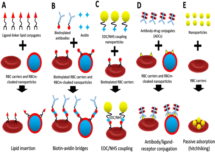 Cell‑Based Drug Delivery Systems for Advanced Cancer Therapy
