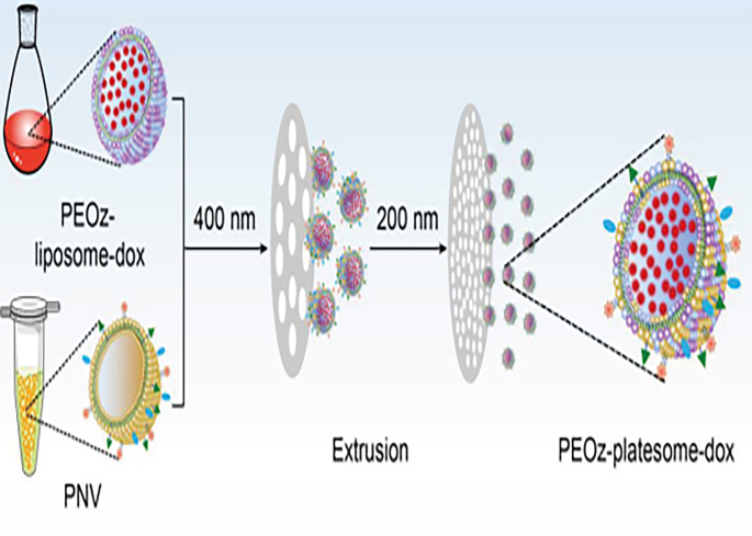 Cell‑Based Drug Delivery Systems for Advanced Cancer Therapy